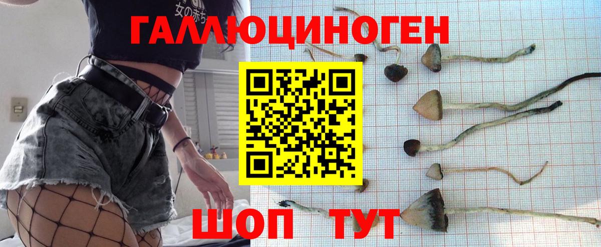 Истра  Псилоцибиновые грибы Cubensis  Вход с VPN 